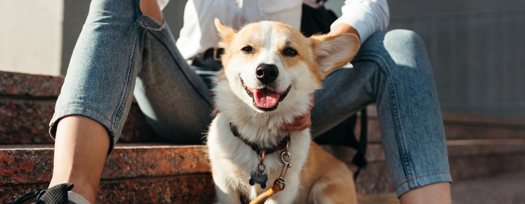 a dog sitting on a person's lap